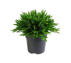 Image result for Pogonatherum paniceum