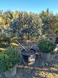 Image result for Feijoa sellowiana