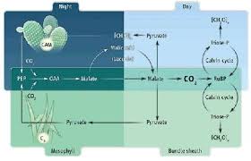 c3 c4 cam photosynthesis plant science photosynthesis plants