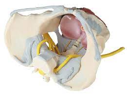 Laparoscopic anatomy of the female pelvic region. Female Pelvis With Ligaments Nerves And Pelvic Floor Pelvises Skeleton Models Anatomical Models Erler Zimmer
