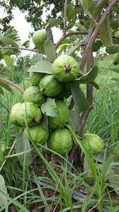 Check spelling or type a new query. Taiwan Guava Plants Size 2ft Rs 50 Bag Apple Ber Nursery Id 19161576348