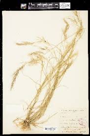 Image result for Aristida denudata