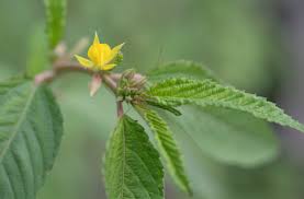 Image result for Corchorus aestuans