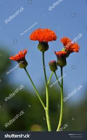 Image result for Emilia coccinea