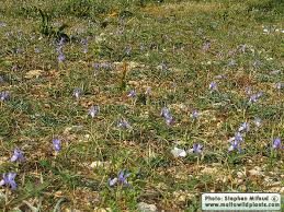 Image result for Moraea natalensis