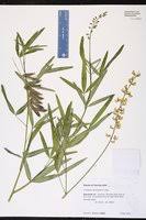 Image result for Crotalaria lanceolata