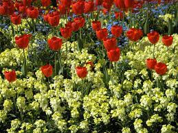 Spring might reach the north a bit later than the rest of england, but it's definitely worth the wait. Bedding Horticulture Wikipedia