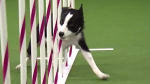 Pin On Canine