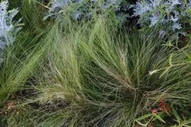 Image result for Melinis tenuissima