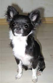 The chihuahua is a tiny dog with a huge personality. Pin On Little Dogs