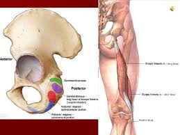 Tendons and ligaments are bands of connective tissue that help stabilize the body and allow movement. Posterior Compartment Of The Thigh By Dr Vineeta