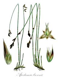 Image result for Restionaceae