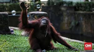 Kobi pun juga begitu, mereka hanya bisa duduk diruang tengah, saling merangkul, meratapi nasib sambil memandang foto keluarga di hp kobi. Medan Zoo Barter Koleksi Dengan Ragunan
