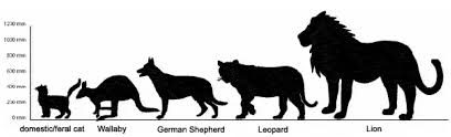 Centre For Fortean Zoology Australia Big Cat Or Little Cat