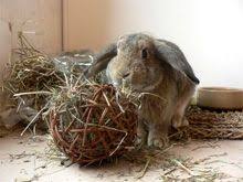 Jeux Et Jouets Pour Le Lapin De Compagnie Marguerite Et Cie Jouet Pour Lapin Lapin De Compagnie Jeu Pour Lapin