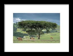 Image result for Acacia abyssinica