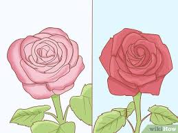 A single graceful flower atop a long, lush green stem takes time and effort to achieve, and because of this unique quality, these flowers are considered elite. How To Grow Long Stem Roses At Home With Pictures Wikihow