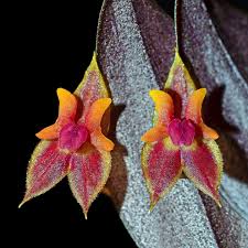 Image result for Microcoelia exilis