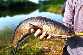 Cara Mudah Budidaya Ikan Gabus Di Lahan Sempit Gabus Ikan Ikan Air Tawar