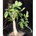 Image result for Cyphostemma quinatum