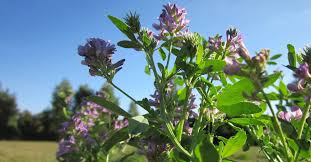 Do not start in arid or excessively dry locations or conditions. Alfalfa Beneficial To Both Humans And Livestock Alike