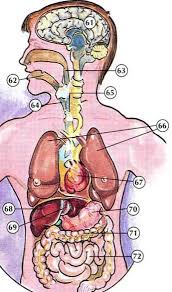 Circulates blood around the body via the heart, arteries and veins, delivering oxygen and nutrients to organs and cells and carrying their waste products away. Internal Organs Diagram Online Dictionary For Kids