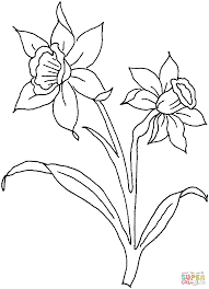 Daffodil Flowers Coloring Page Free Printable Coloring Pages In 2020 Daffodil Flower Flower Coloring Pages Daffodils