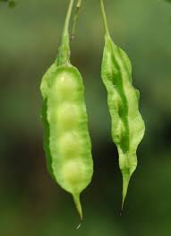 Image result for Sesbania dummeri