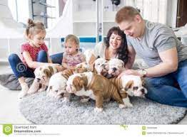 2.3 woof woof puppies & boutique; Maltipoo Puppies For Sale In Michigan Top 5 Breeders 2021 We Love Doodles