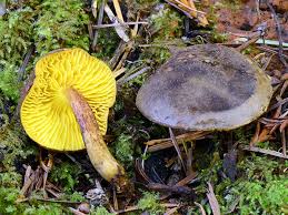 Image result for Fadogia arenicola