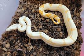 How To Sex A Baby Boa Constrictor