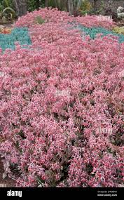 Image result for Kleinia fulgens