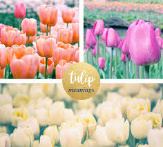 Maybe you would like to learn more about one of these? Tulip Meaning And Symbolism Ftd Com