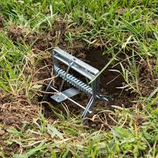 The fact that you are reading this leads me to believe you may have some mounds in your yard right now. This Is How To Get Rid Of Moles In Your Lawn Environmental Turf
