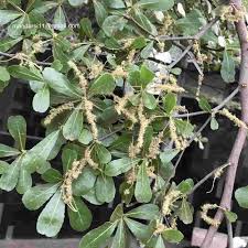 Image result for Terminalia neotaliala