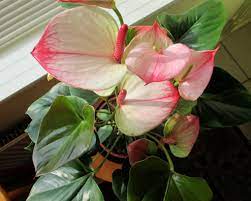 Flamingo Lily Anthurium Unusual Flowers Flower Garden Anthurium