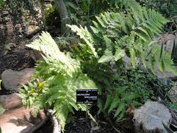 Image result for Microlepia speluncae