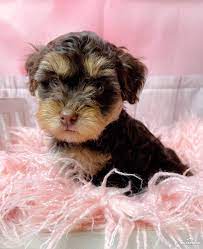 We did not find results for: Yorkiepoo Puppies For Sale Kinston Nc 346790 Petzlover