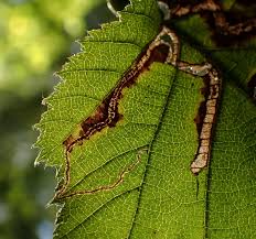 Image result for Stigmella floslactella
