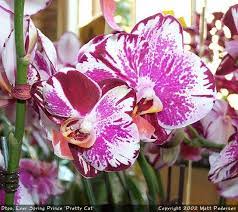 Orchid Photo Galleries Phalaenopsis Species And Hybrids Orchids Phalaenopsis Orchid Orchid Flower