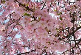 The latest tweets from sakura haruno(@sakuraxxxbabe). Cherry Blossoms In Japan These Places To See Sakura In Kanagawa