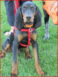 Black And Tan Coonhound Rescue Pin On That Darn Coon Dog