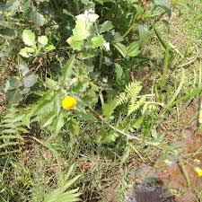 Image result for Ixora burundiensis