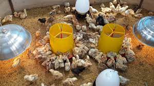 Sedia menerima tempahan untuk majlis kenduri, restorant, dan pekedai sekitar johor bahru, senai, kulai, pontian, gelang patah, kota tinggi, masai dan pasir gudang. Salam Pembekal Anak Ayam Kampung Kacuk Dan Makanan Ayam ÙÙŠØ³Ø¨ÙˆÙƒ