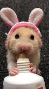 Omg Omg Omg Sound On Pets Asmr Cute Hamsters Baby Animals Funny Cute Animals