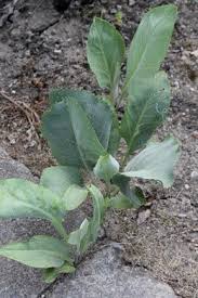 Pfefferkraut Lepidium Latifolium Pfefferkraut Pflanzen Gemuse Anbauen