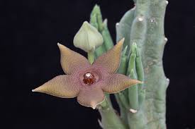 Image result for Monanthotaxis buchananii