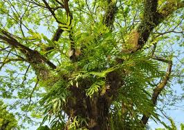 Image result for Drynaria