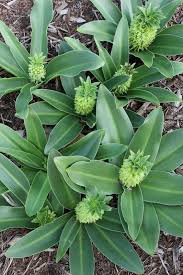 Image result for Eucomis