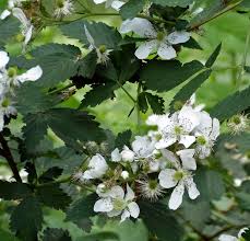 Check spelling or type a new query. Blackberris Vs Raspberries Creasey Mahan Nature Preserve